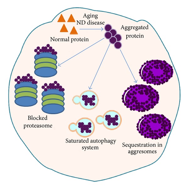 Exploring Aging: Can Protein Aggregates Predict Age-Associated Diseases?